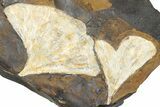Two Paleocene Fossil Ginkgo Leaves - North Dakota #290844-1